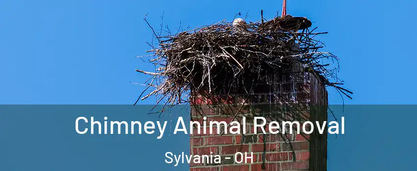  Chimney Animal Removal Sylvania - OH