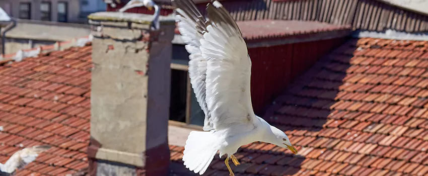 Residential Chimney Animal Removal Solution in Sylvania, OH